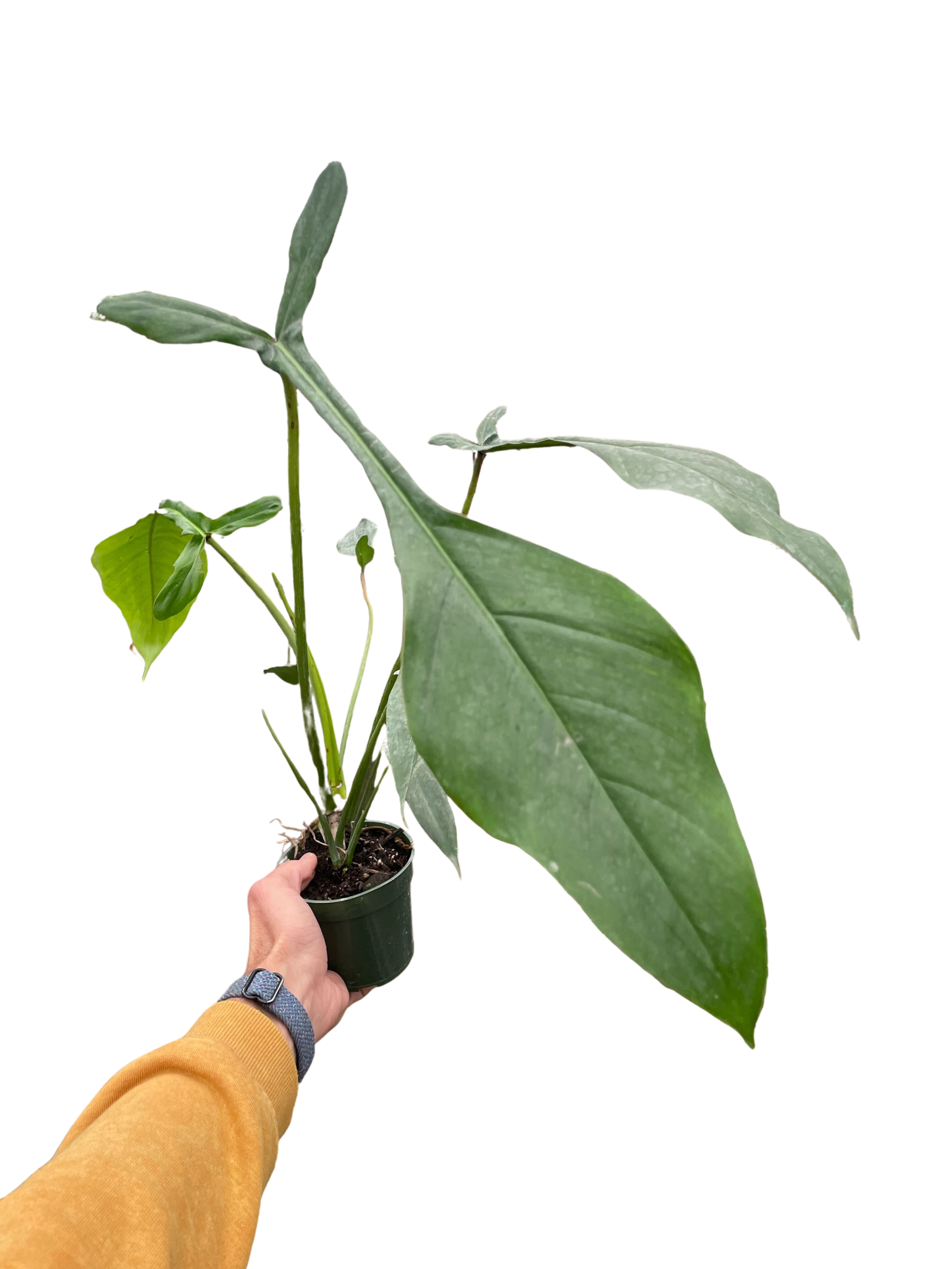 Philodendron 'Joepii' - photo 4