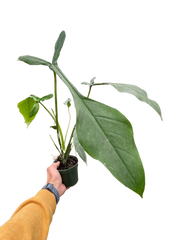 Philodendron 'Joepii' - photo 4