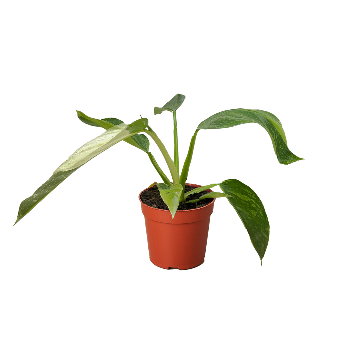 Philodendron Jose Bueno live houseplant