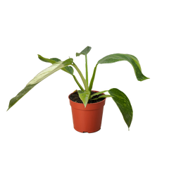 Philodendron Jose Bueno live houseplant