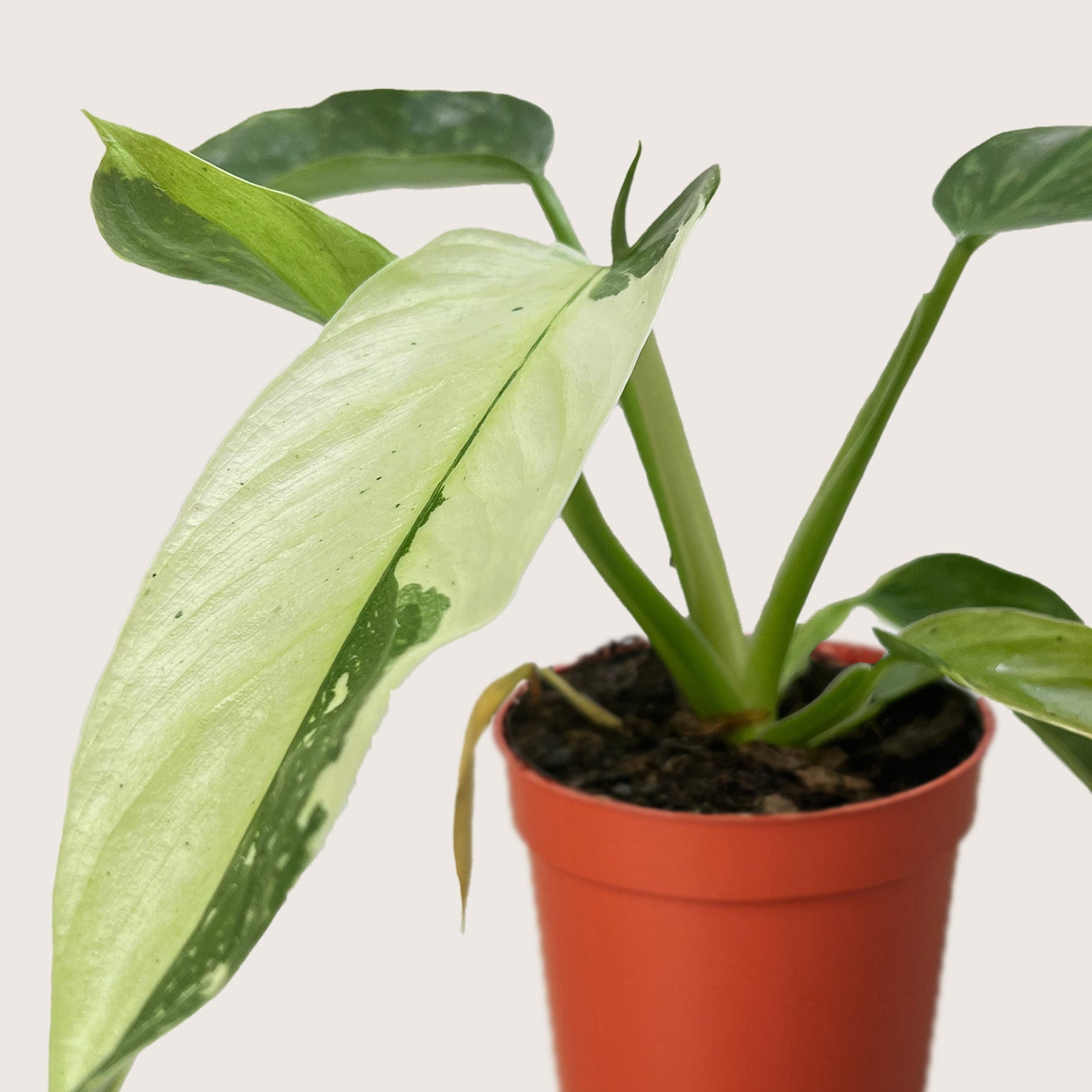 Philodendron Jose Bueno - photo 2