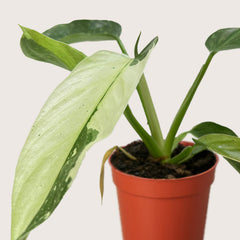 Philodendron Jose Bueno - photo 2