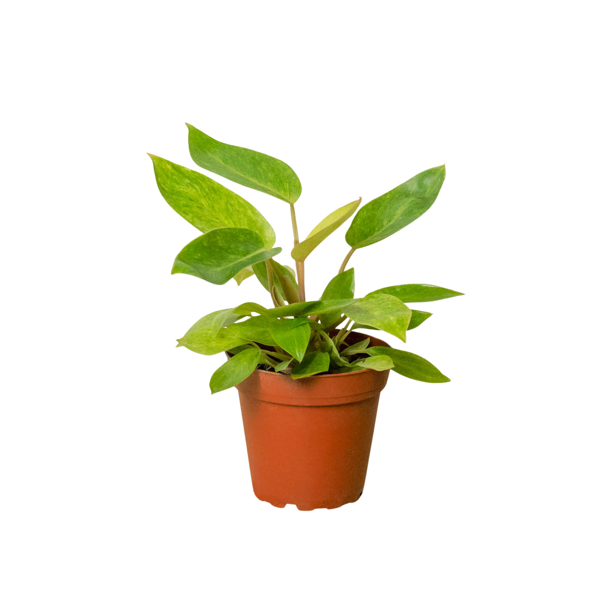 Philodendron 'Painted Lady' live houseplant