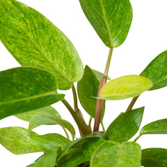 Philodendron 'Painted Lady' - photo 2