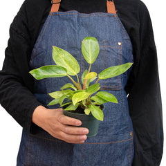Philodendron 'Painted Lady' - photo 3