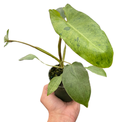 Philodendron 'Paraiso Verde' live houseplant