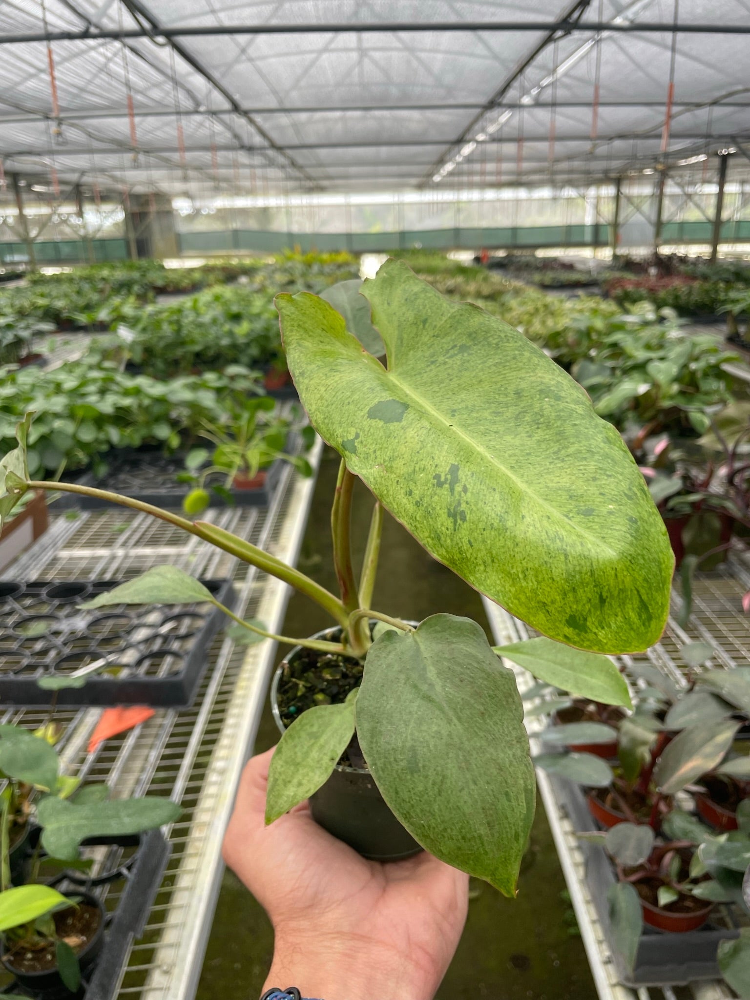 Philodendron 'Paraiso Verde' - photo 2