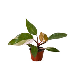 Philodendron 'Pink Princess' live houseplant