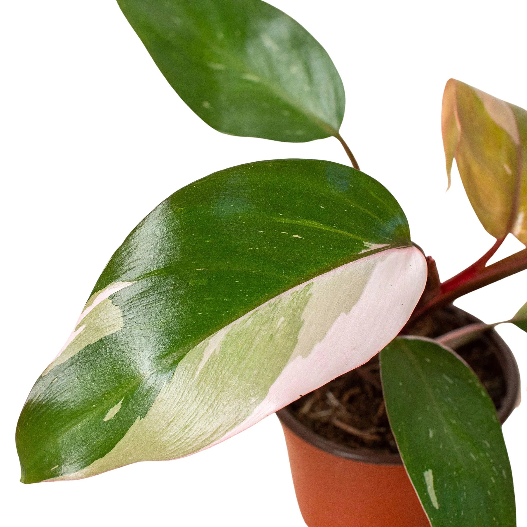Philodendron 'Pink Princess' - photo 2