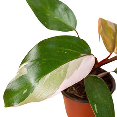 Philodendron 'Pink Princess' - photo 2