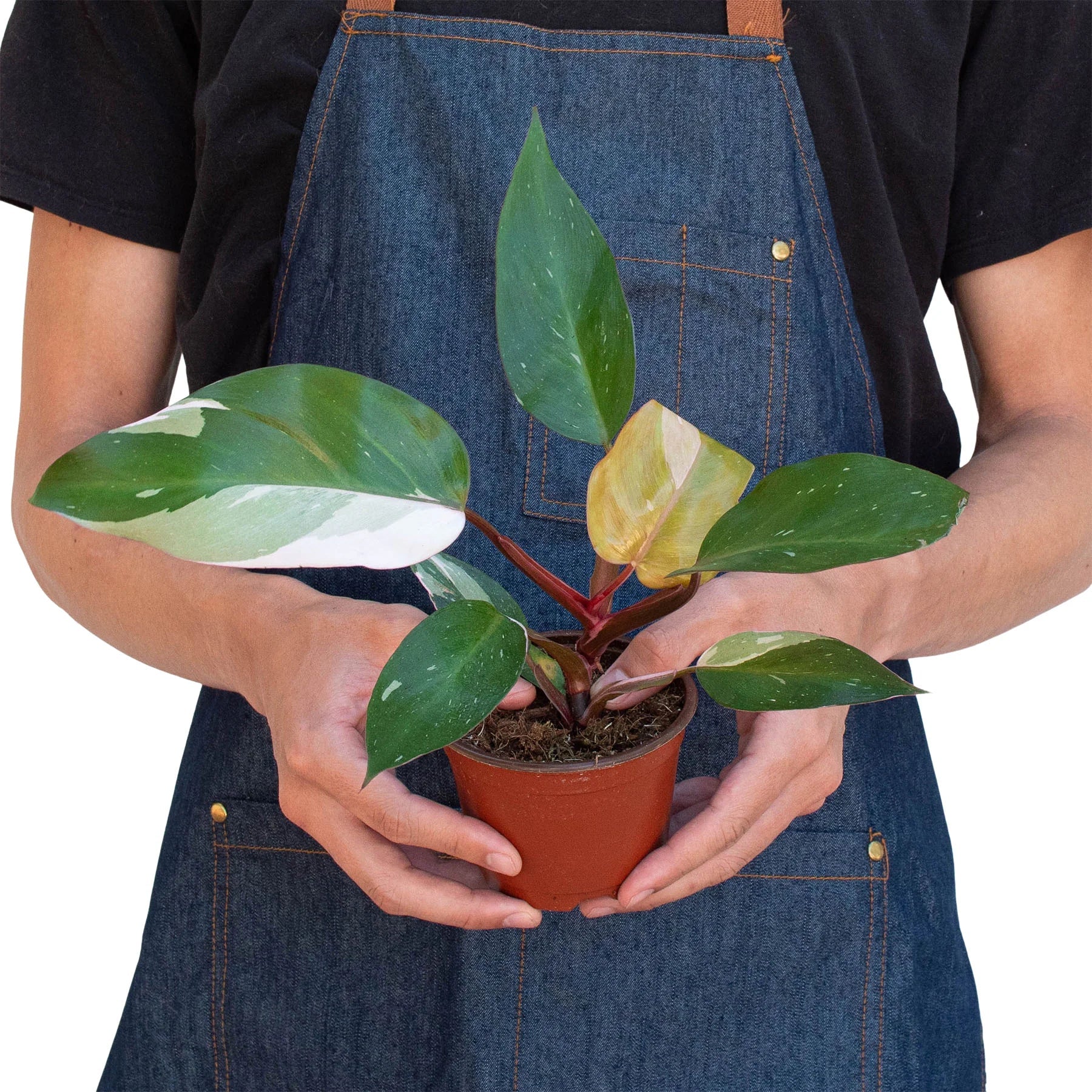 Philodendron 'Pink Princess' - photo 3
