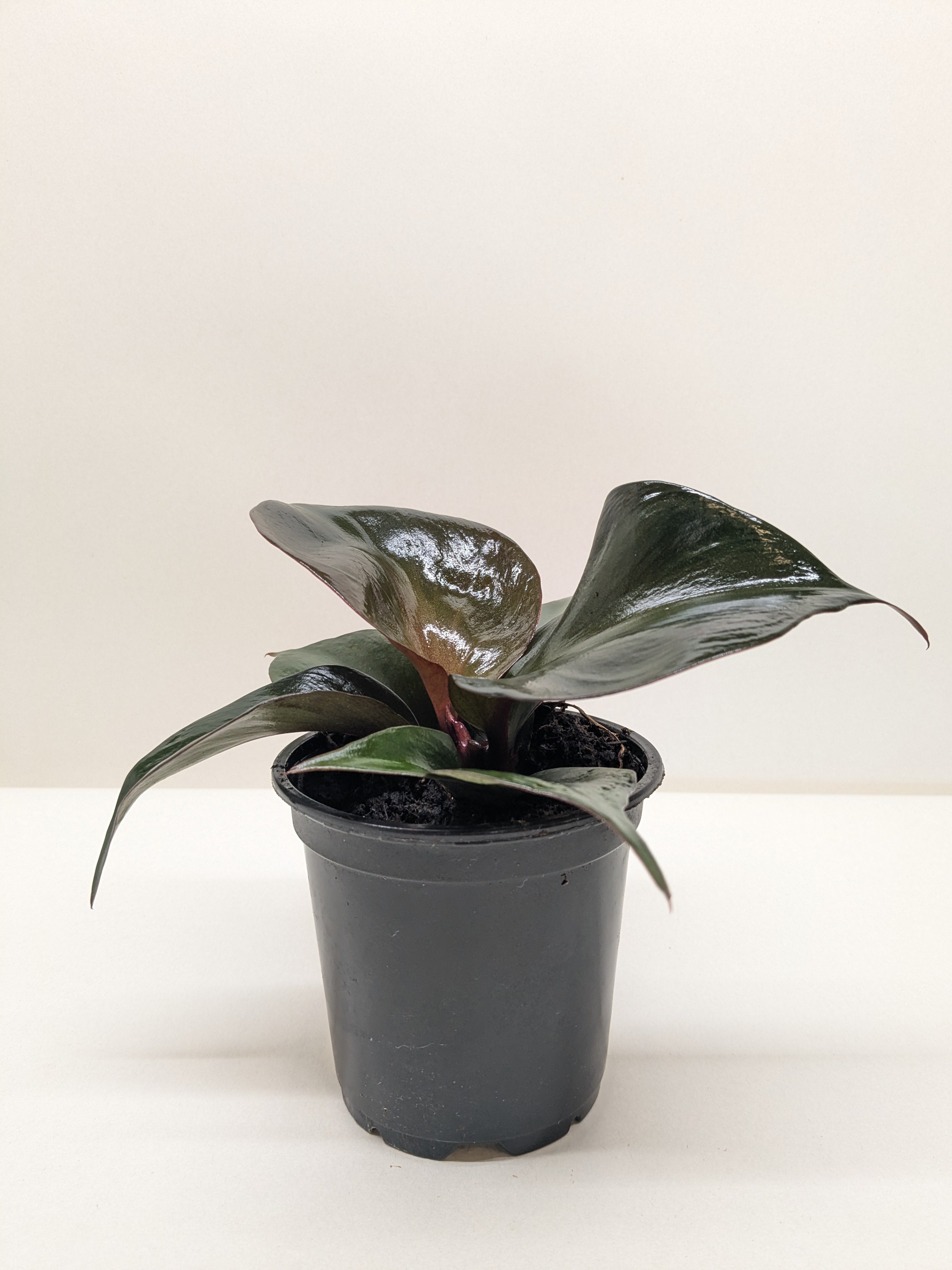 Philodendron 'Red Heart' - photo 2