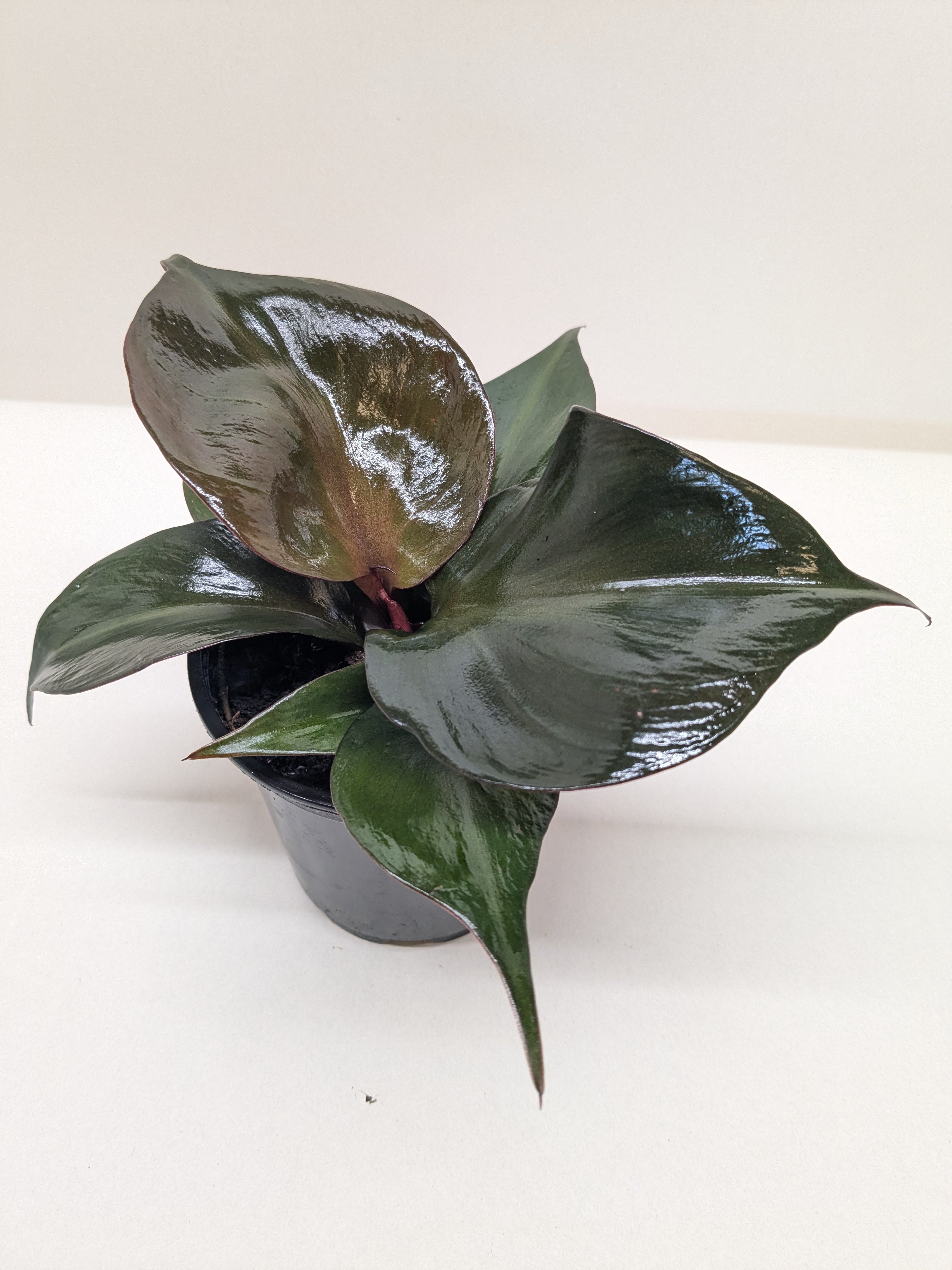 Philodendron 'Red Heart' - photo 3