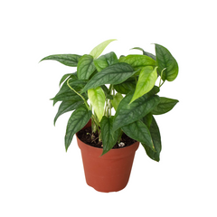 Monstera 'Siltepecana' live houseplant