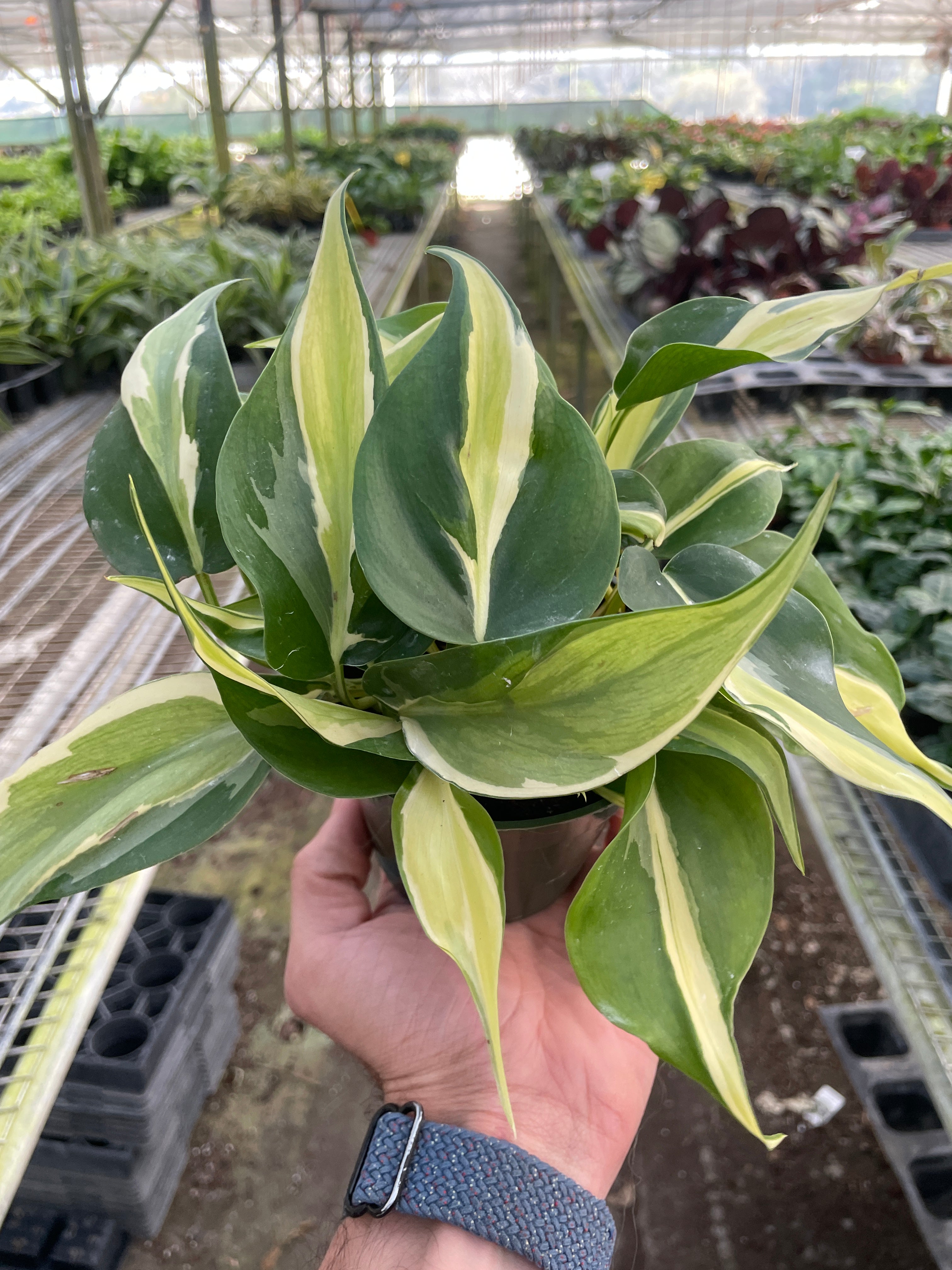 Philodendron 'Silver Stripe' - photo 2