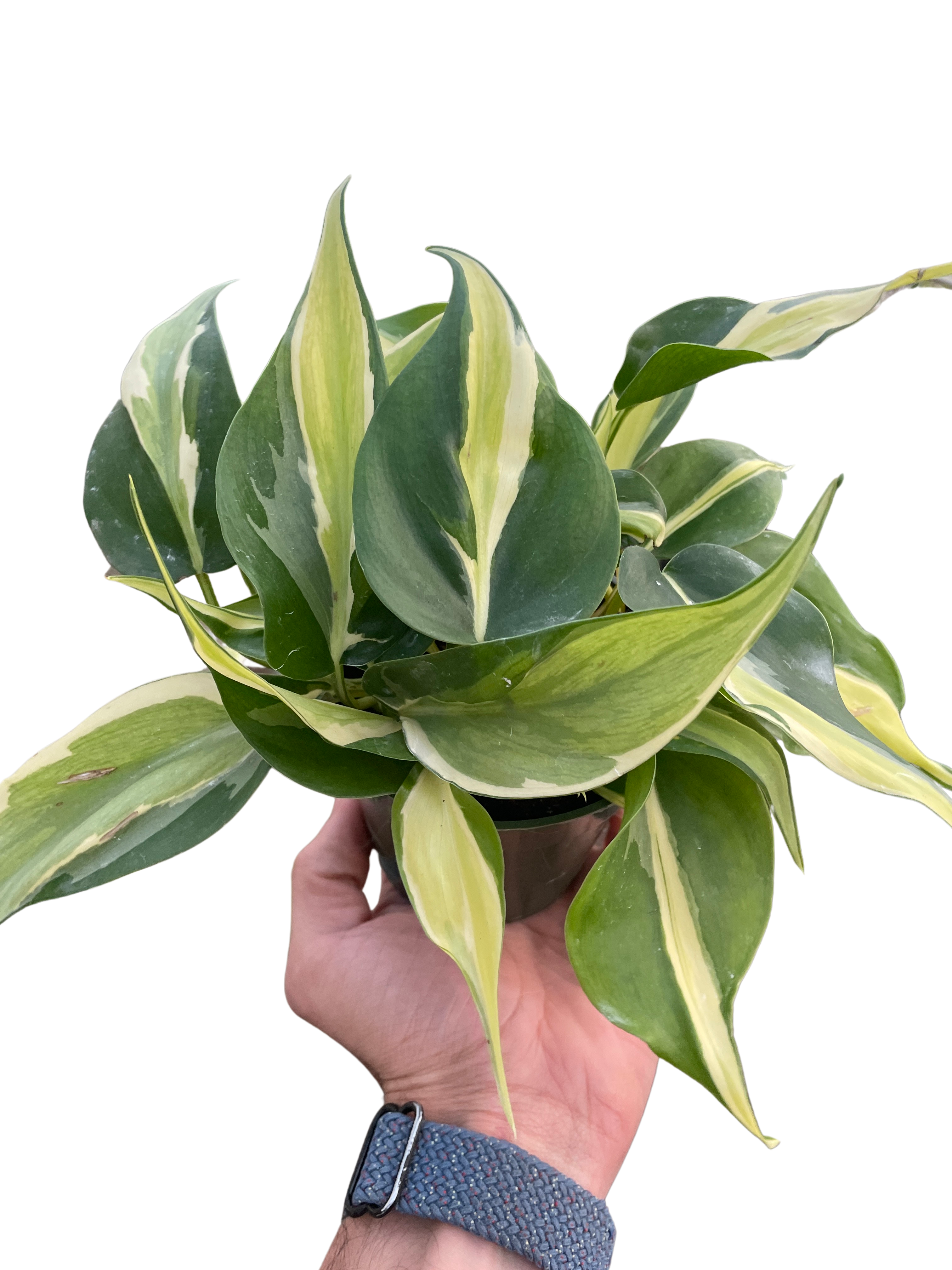 Philodendron 'Silver Stripe' - photo 4