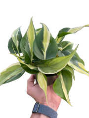 Philodendron 'Silver Stripe' - photo 4