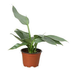 Philodendron 'Silver Sword' live houseplant