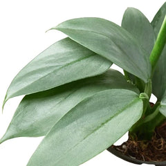 Philodendron 'Silver Sword' - photo 2