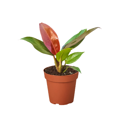 Philodendron 'Sun Red' live houseplant
