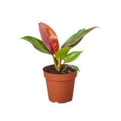 Philodendron 'Sun Red' live houseplant