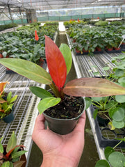 Philodendron 'Sun Red' - photo 2