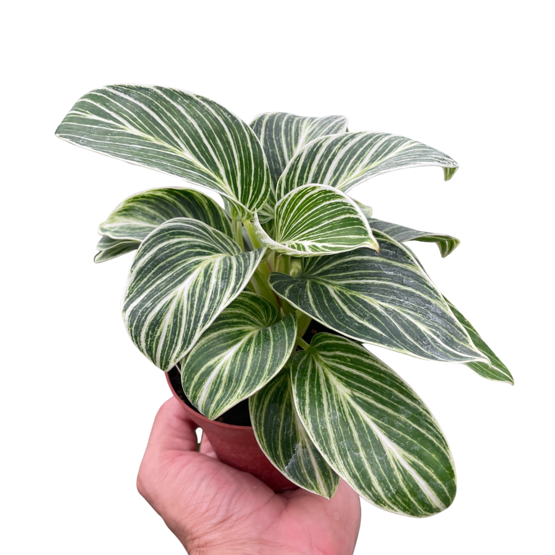 Philodendron White Measure live houseplant