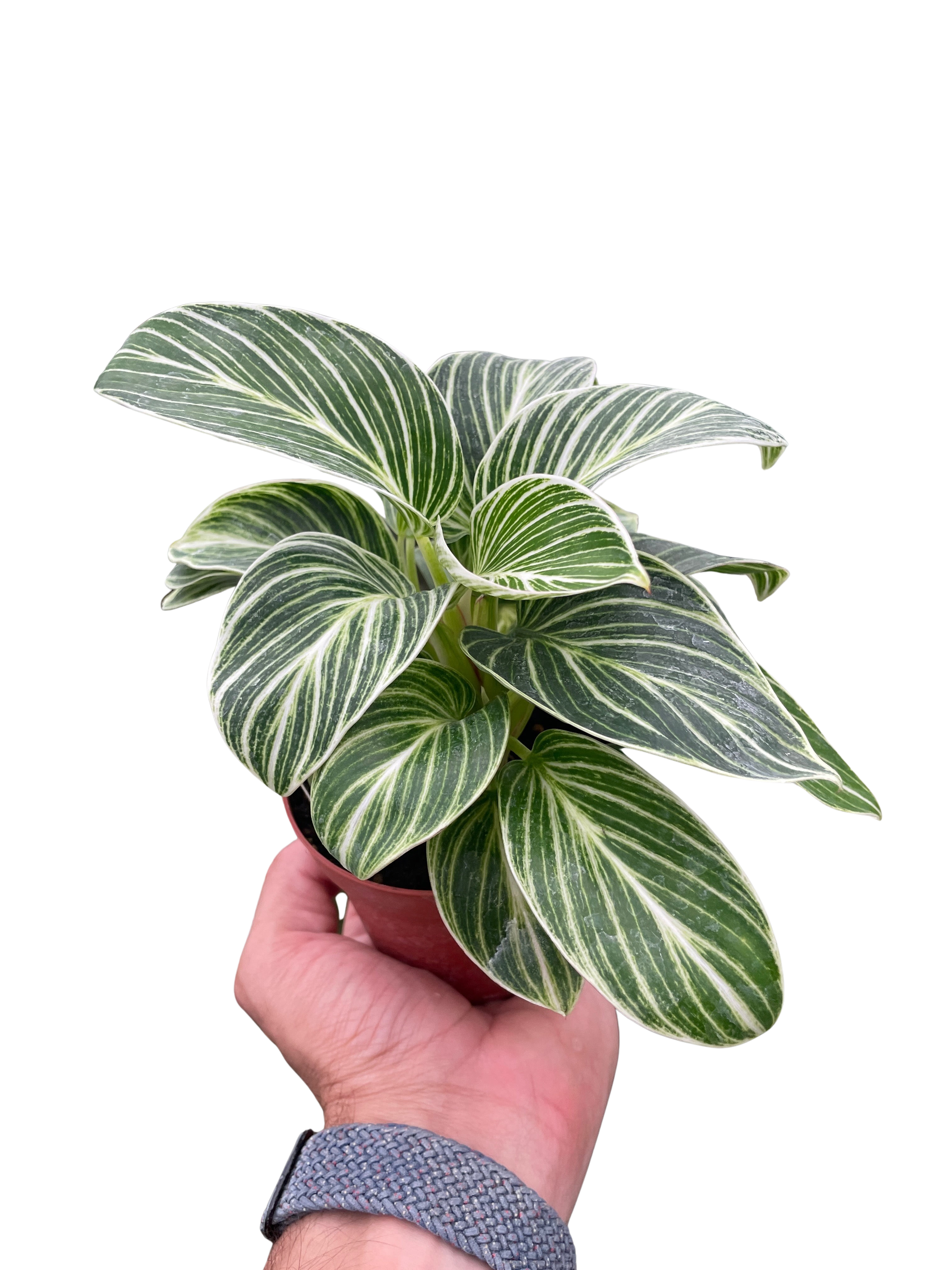 Philodendron White Measure - photo 2