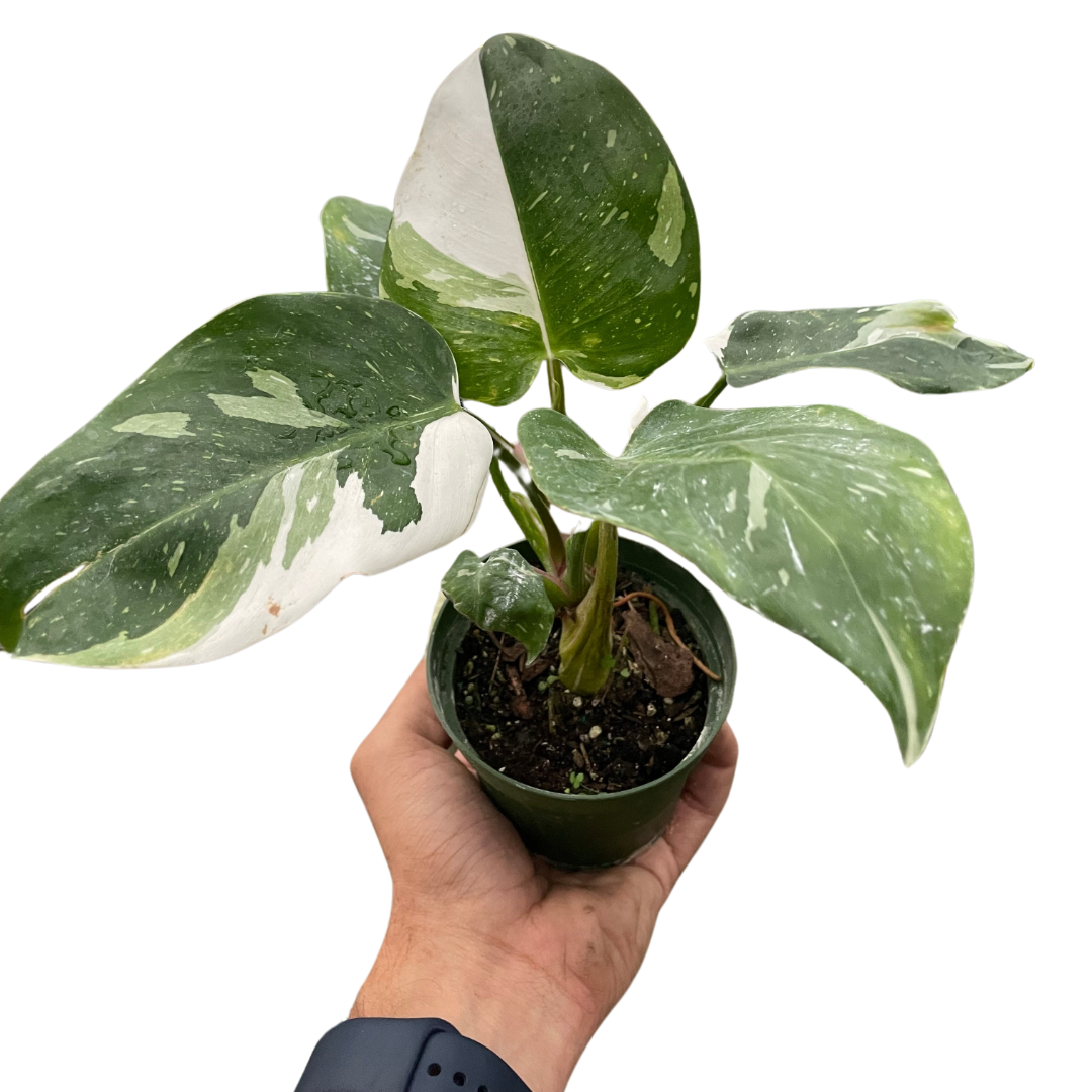 Philodendron 'White Princess' live houseplant