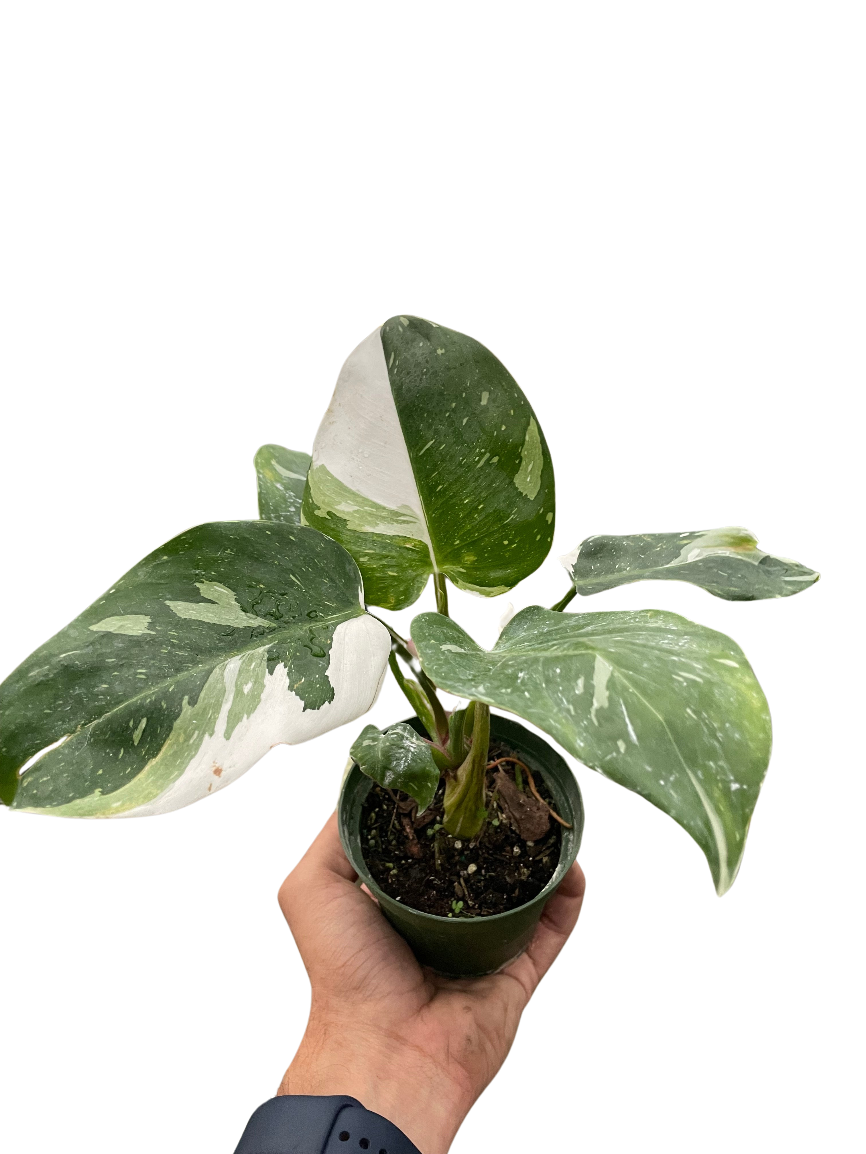 Philodendron 'White Princess' - photo 6