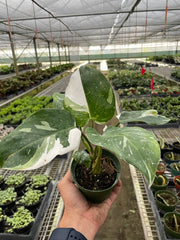 Philodendron 'White Princess' - photo 2
