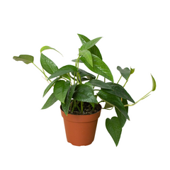 Pothos 'Cebu Blue' live houseplant