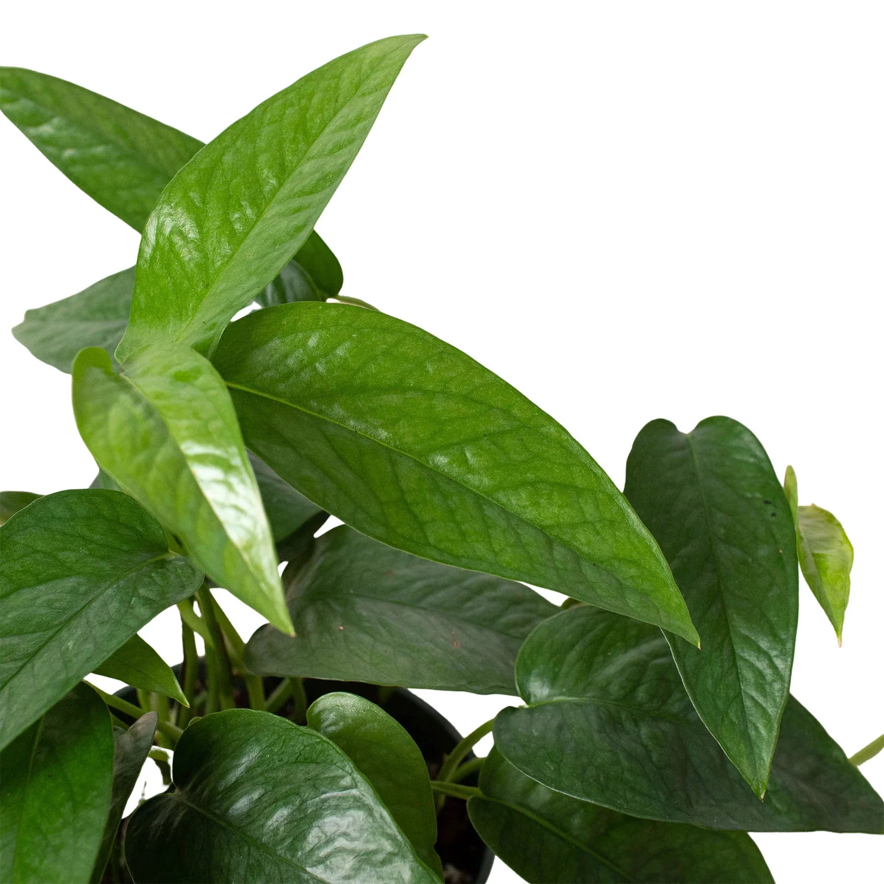 Pothos 'Cebu Blue' - photo 2