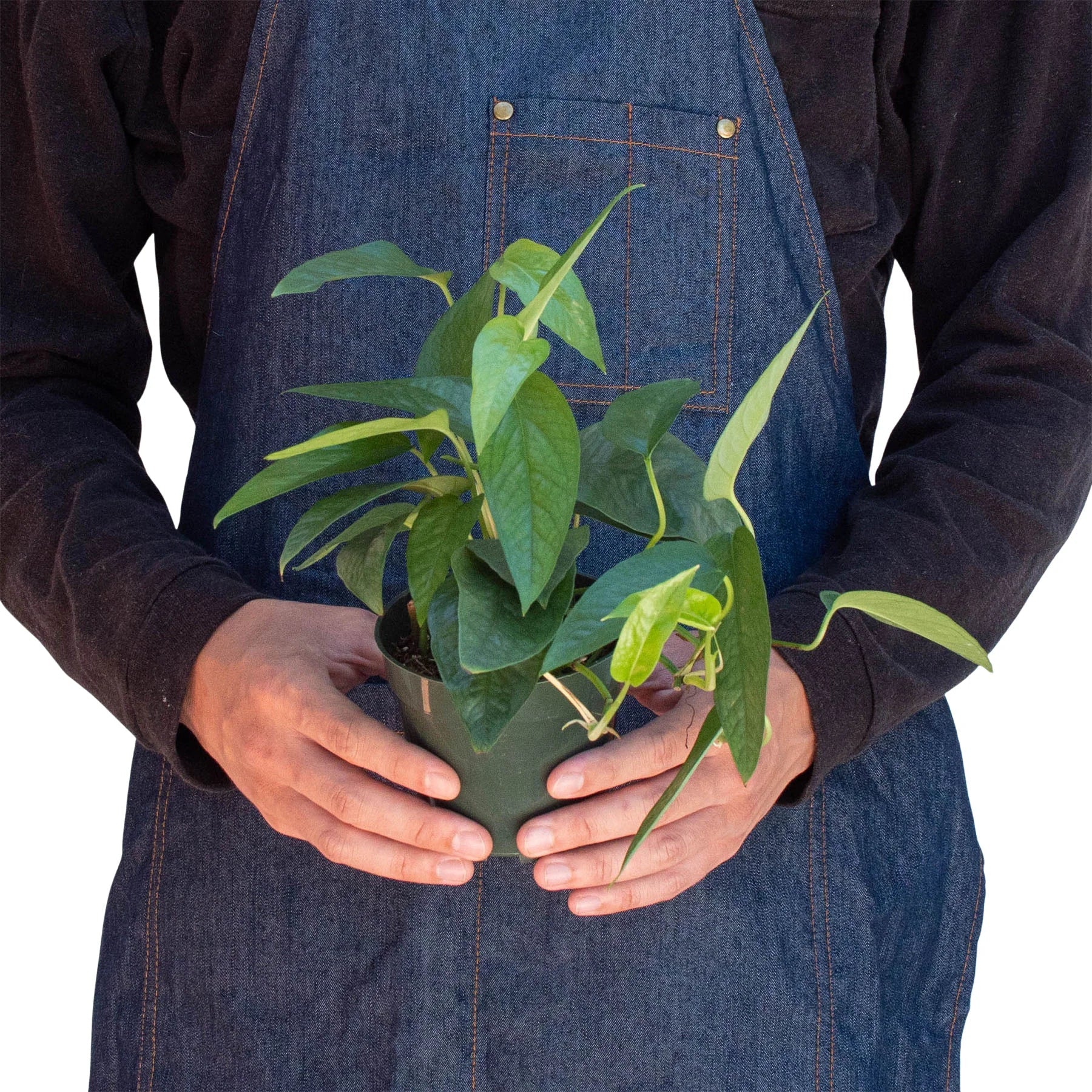 Pothos 'Cebu Blue' - photo 3