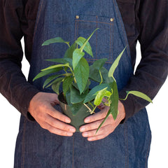 Pothos 'Cebu Blue' - photo 3