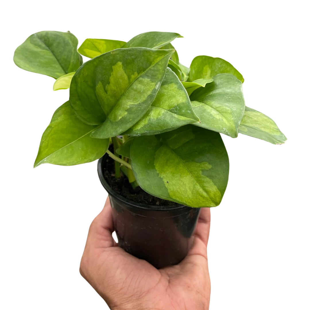 Pothos 'Global Green' live houseplant