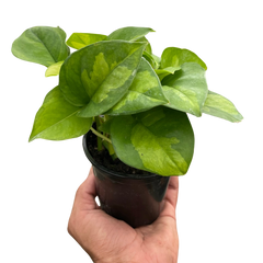 Pothos 'Global Green' live houseplant