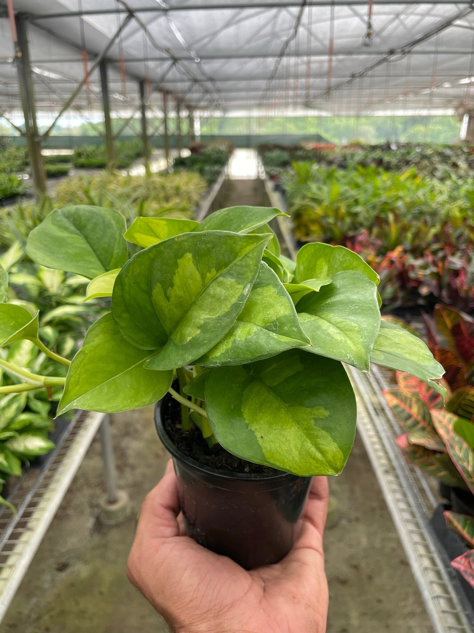 Pothos 'Global Green' - photo 3