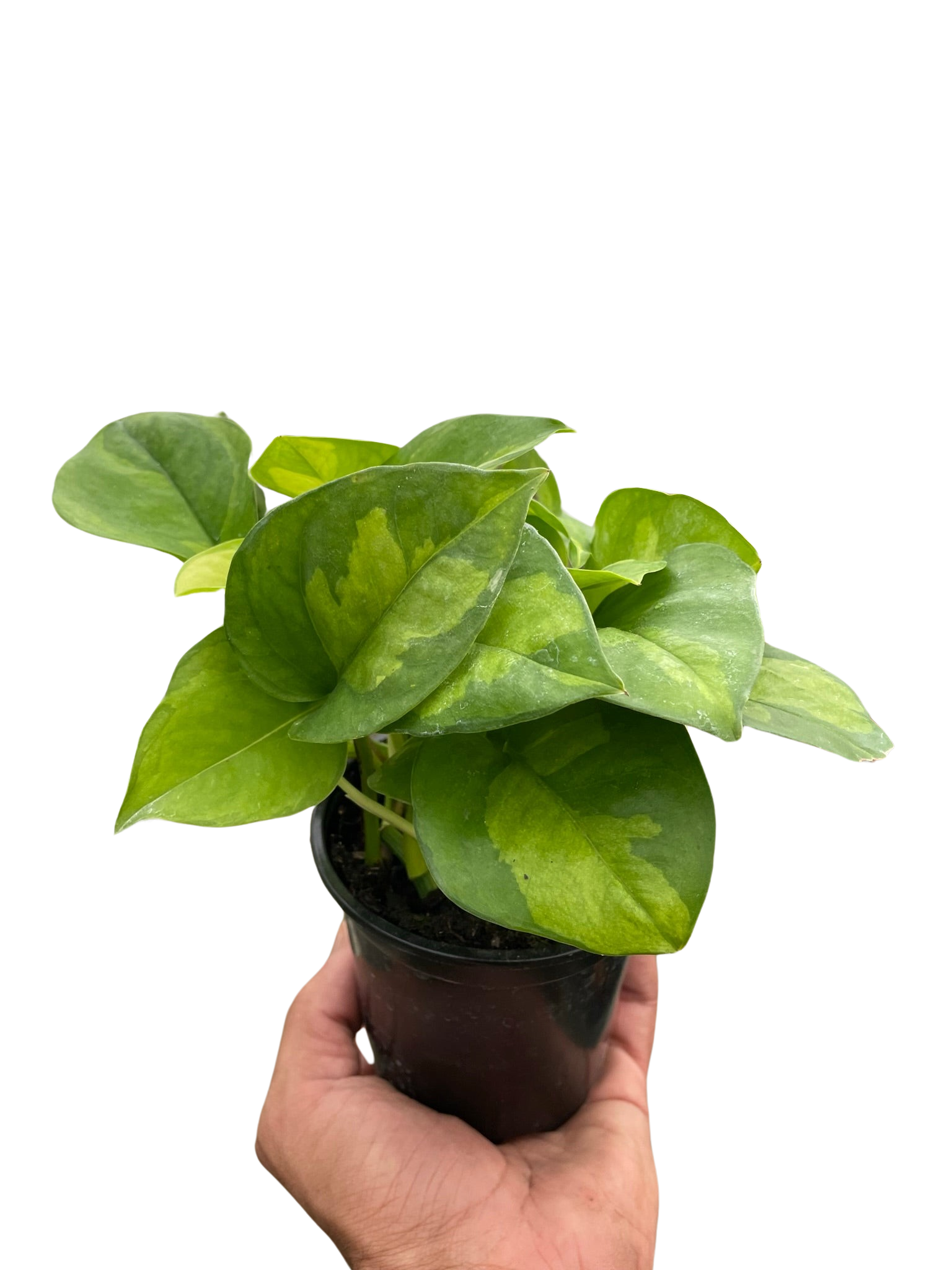 Pothos 'Global Green' - photo 4