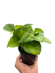 Pothos 'Global Green' - photo 4