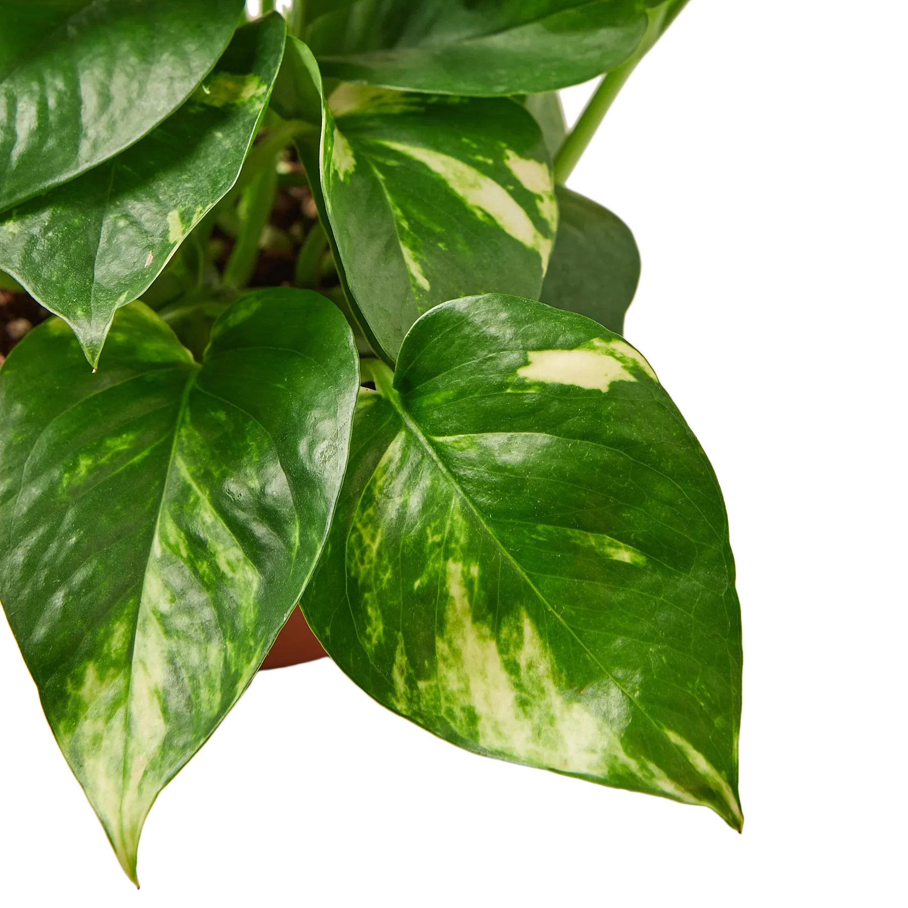Pothos 'Golden' - photo 2