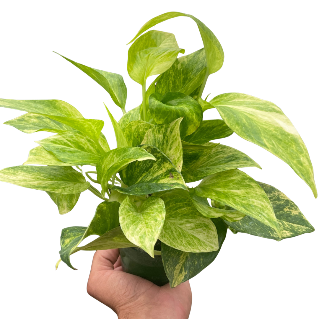 Pothos 'Neon Queen' live houseplant