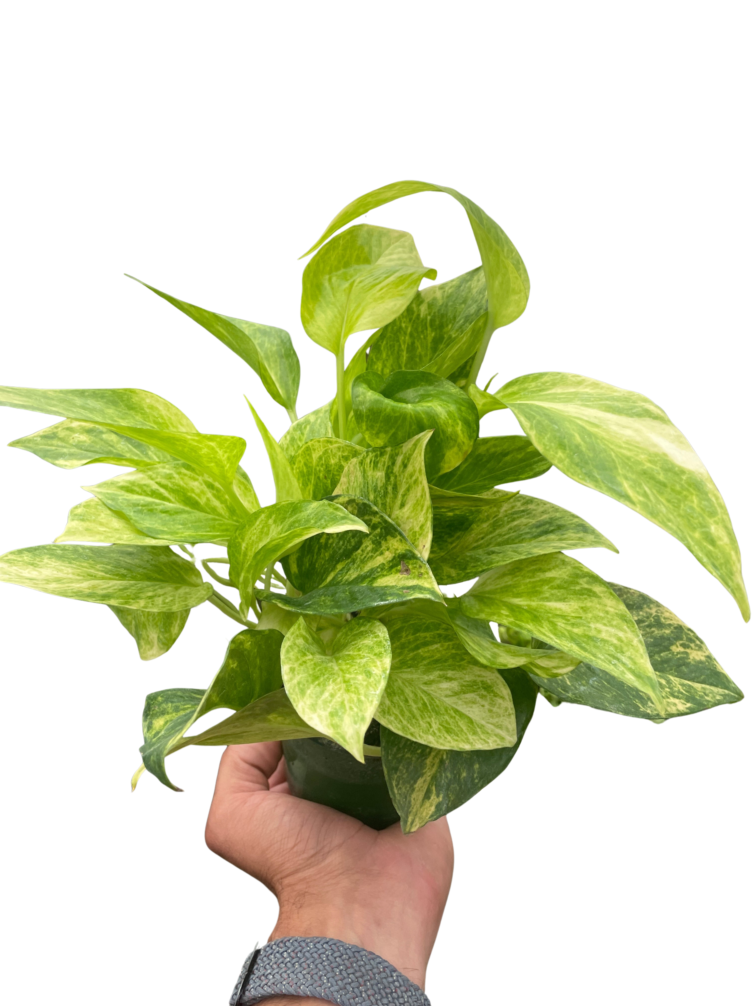 Pothos 'Neon Queen' - photo 3