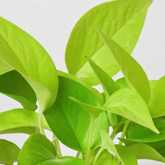 Pothos 'Neon' - photo 2