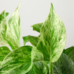 Pothos 'Marble Queen' - photo 2