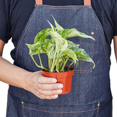 Pothos 'Marble Queen' - photo 3