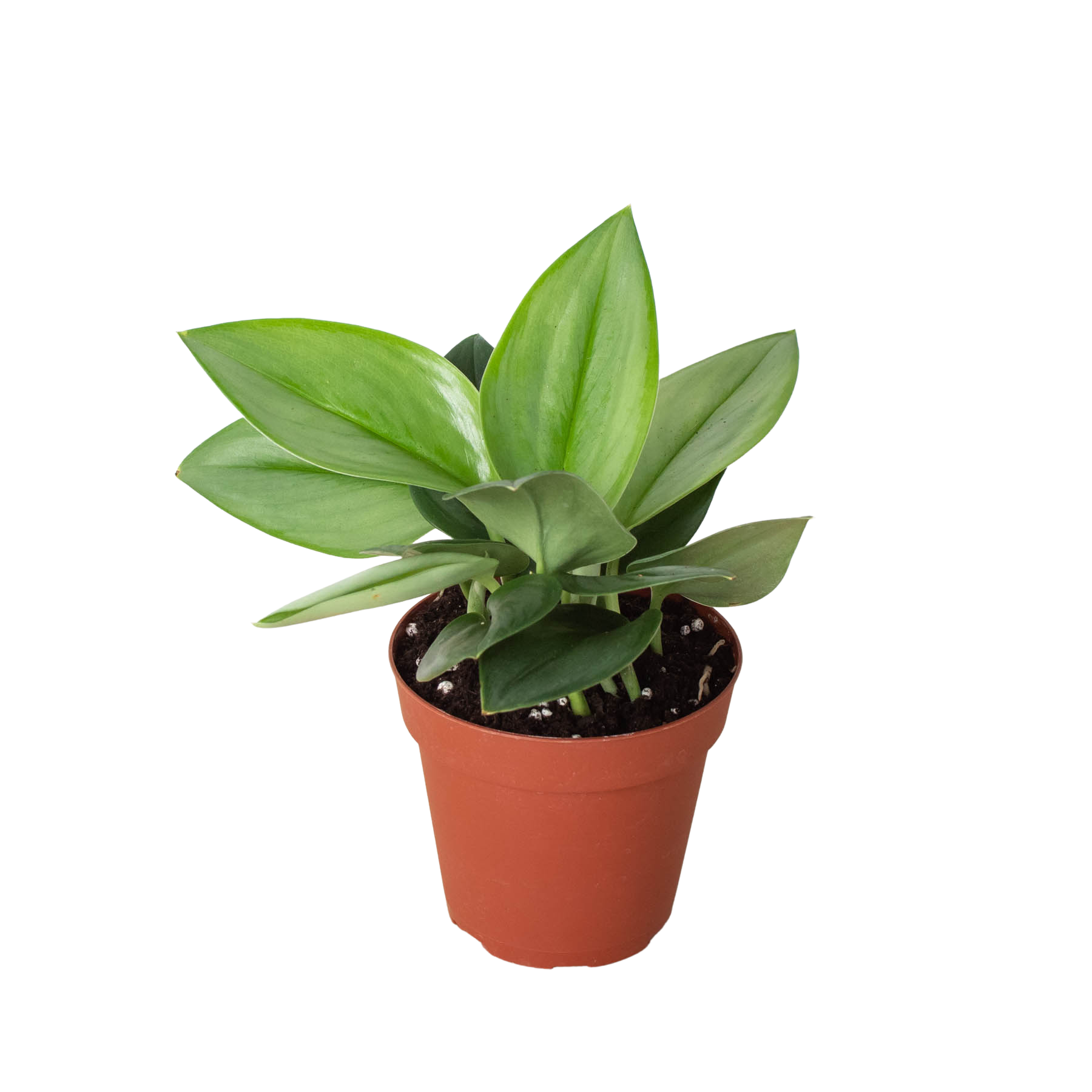 Scindapsus 'Moonlight' live houseplant