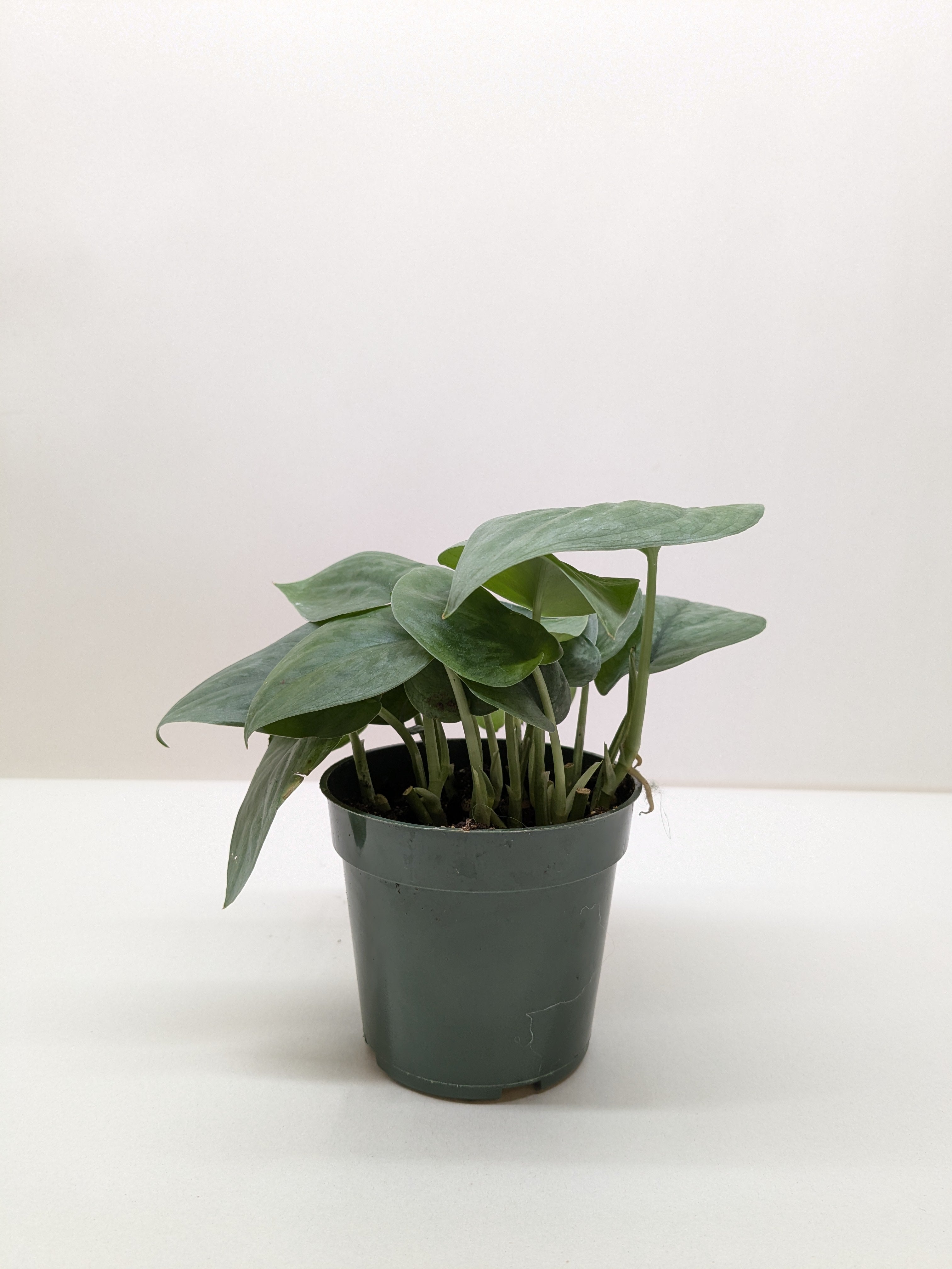 Scindapsus Platinum Java - photo 3