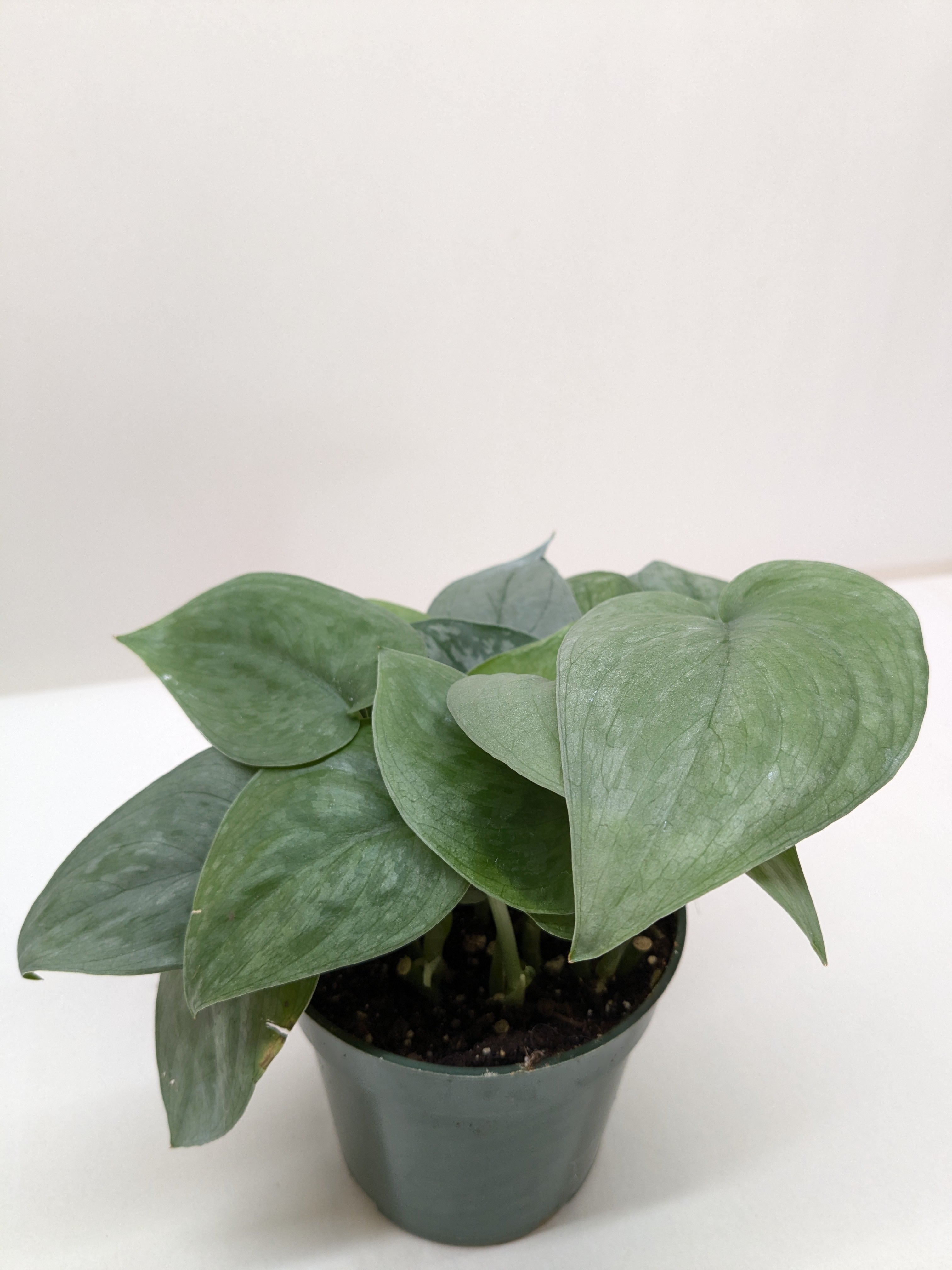 Scindapsus Platinum Java - photo 2