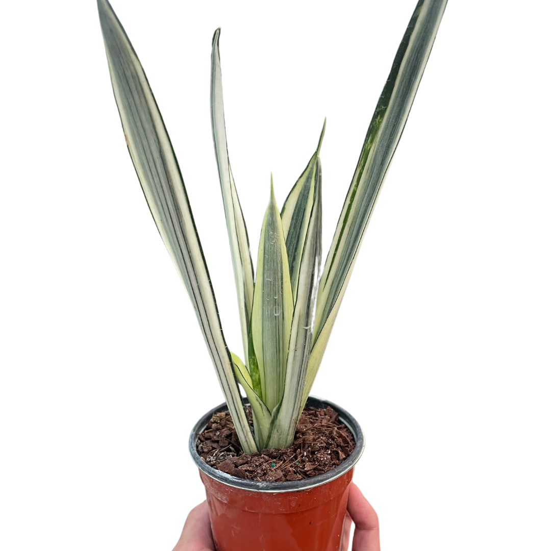 Snake 'Bantel's Sensation' live houseplant